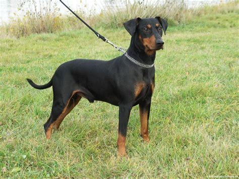 German Pinscher Dog Breed History And Some Interesting Facts