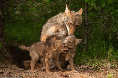 Coyote Pups With Mother