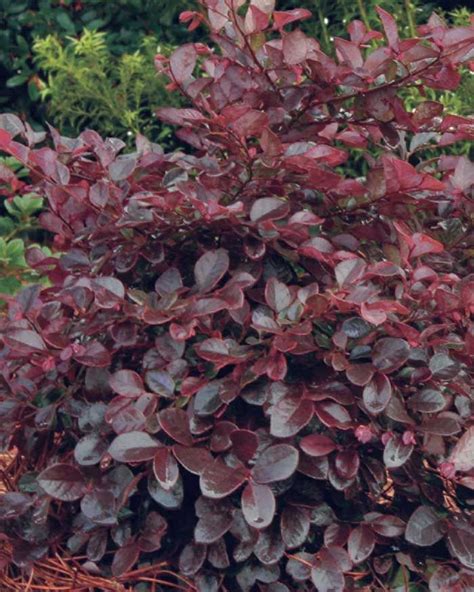 Try to pair your deer resistant flowering shrubs with complementary plants. Bloom/Feature Magenta ribbons in spring Plant Type Shrubs ...