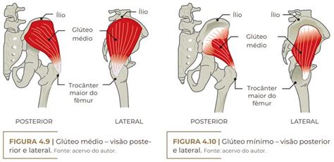 Anatomia Da RegiÃo Dos GlÚteos Aplicada Na PrÁtica Dr Roberto Chacur