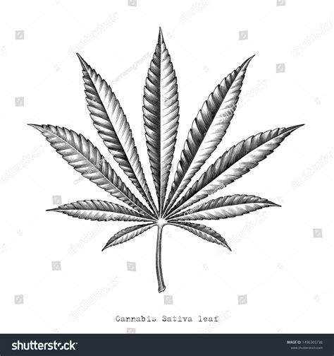 Cannabis Sativa Leaf Hand Draw Vintage Stock Illustration 1496303738