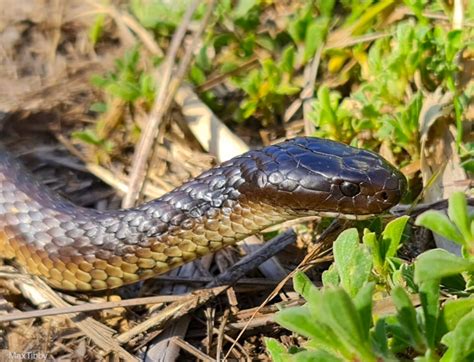 Island Tiger Snakes Skulls Adapt To Eat Larg Eurekalert