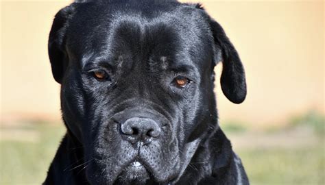 5 Interesting Facts About The Cane Corso Dog Nerdz