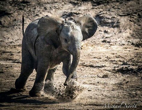 Baby Elephant Charge Of The Light Brigade South