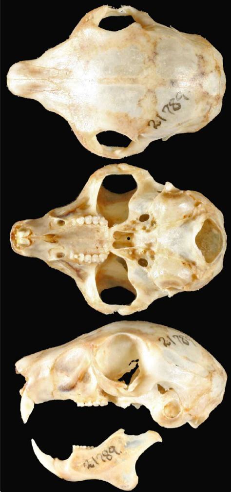 —dorsal Ventral And Lateral Views Of Skull And Lateral View Of