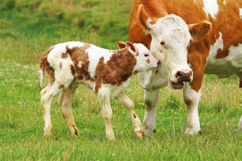 Mom And Baby Cow Stock Photos Pictures And Royalty Free Images Istock
