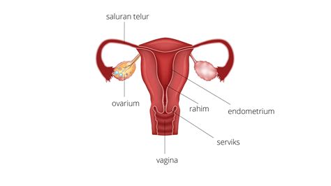 Detail Gambar Organ Reproduksi Wanita Koleksi Nomer