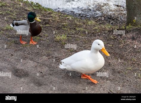 White Mallard Duck High Resolution Stock Photography And Images Alamy