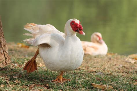 Free Images Duck Water Bird Ducks Geese And Swans Fauna Beak