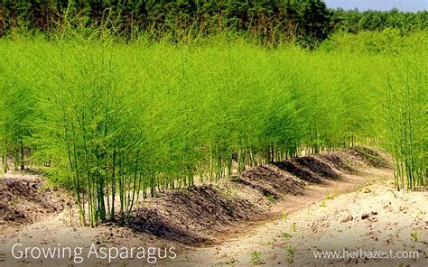 Growing Asparagus Herbazest