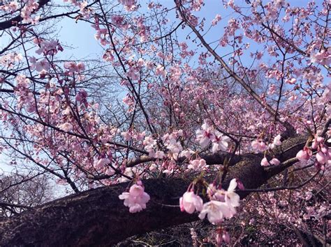 Sakura Cherry Blossom Blooming In Tokyo Japan Stock Photo Image Of