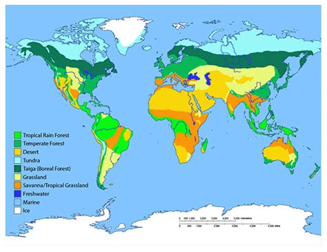 World Map With Biomes Map Vector