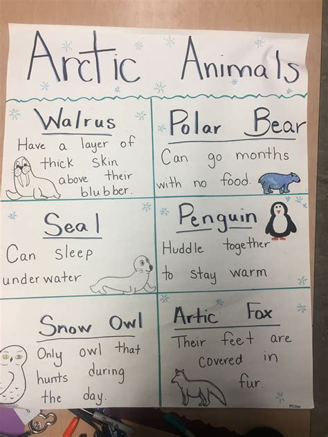 Arctic Animal Anchor Chart School Kindergarten Elementary Polar