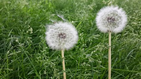 Wallpaper Flowers Nature Field Dandelion Flower Flora Thistle