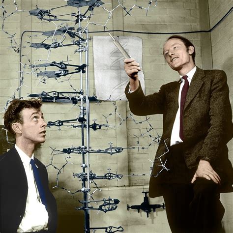 Watson And Crick With Their Dna Model Bild Kaufen 12491626 Science