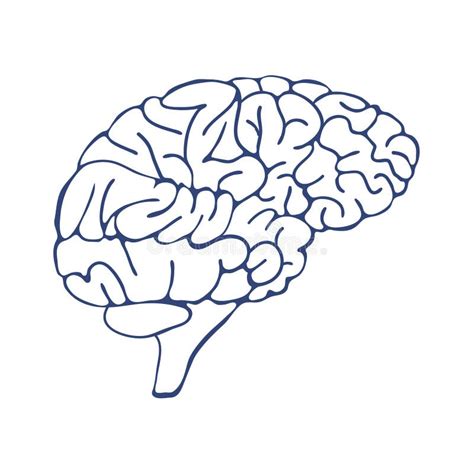 Sketch Ink Human Brain Hand Drawn Anatomical Illustration Vector