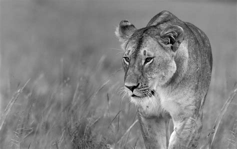 Prowling Lioness Photograph By Wldavies Pixels