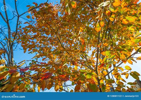 Foliage In A Blue Sky In Autumn Colors In Sunlight At Fall Stock Photo