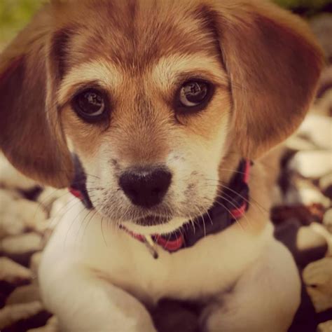 My Peagle Puppy Unique Dog Breeds Rare Dog Breeds Popular Dog