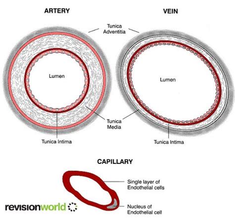 Circulatory system diagrams are visual representations of the circulatory system, also referred to as the cardiovascular common circulatory system diagrams show pulmonary circulation, coronary circulation, systematic circulation, veins, arteries, or a combination. Blood Vessels | a2-level-level-revision, biology ...