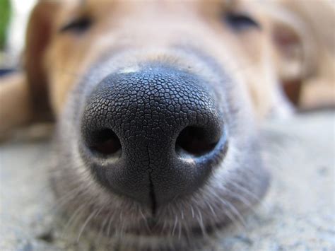Mystery Behind Why A Dogs Nose Is Cold Has Finally Been Answered