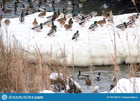 Wild Ducks On Frozen Snow Covered Lake Winter Landscape Stock Photo