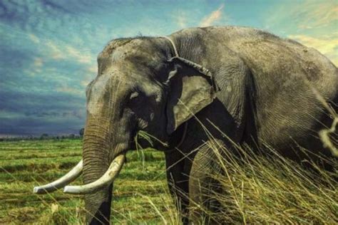 10 Interesting And Fascinating Facts About Elephants Wiseapp Brain Game