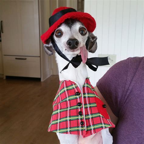 Meet Zappa The Sid Lookalike Dog With A Floppy Tongue Daily Animal News