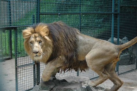 Lion Subspecies List