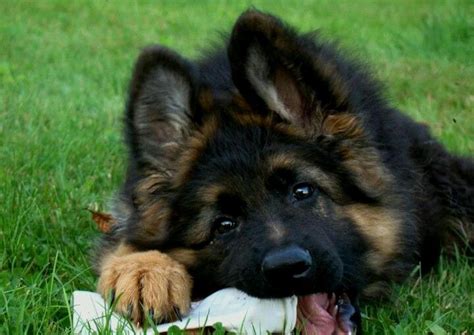 7 Reasons Why German Shepherds Are The Best Dogs Ever