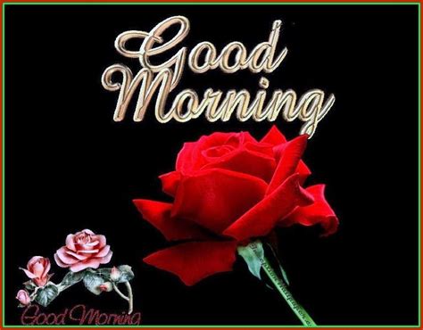 good morning images hd | Good morning roses, Good morning wallpaper, Good morning images hd