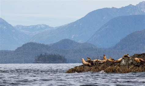 Whales Bears And Vancouver Island Fly Drive Holiday Canadian Affair