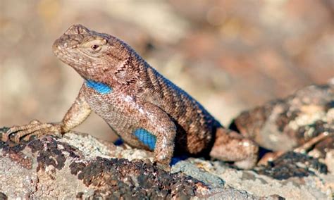 Discover 10 Amazing Lizards In Arizona A Z Animals