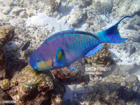 Common Parrotfish Photos And Premium High Res Pictures Getty Images