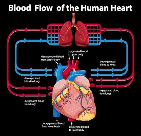 Free Vector Blood Flow Of The Human Heart