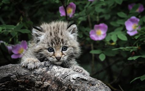 Cat Kitten Babies Cute Flowers Best Hd Desktop Wallpaper Widescreen