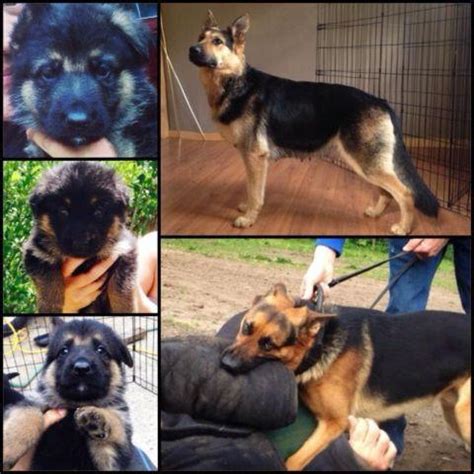 Fleischerheim german shepherds offers the finest large schh3 & va, black & red german shepherd puppies for sale for over 55 years america's most trusted & experienced german shepherd breeder and importer for over 55 years. AKC Working line German Shepherd puppies for Sale in Aptos ...