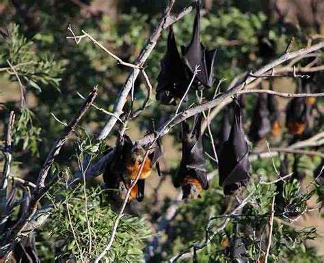 Flying Fox Roost Plans Address Community And Conservation Concerns