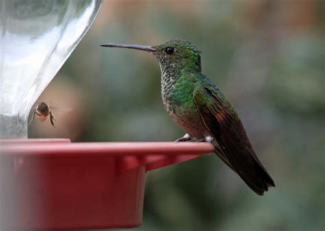 The Azure Gate Rare Hummingbirds