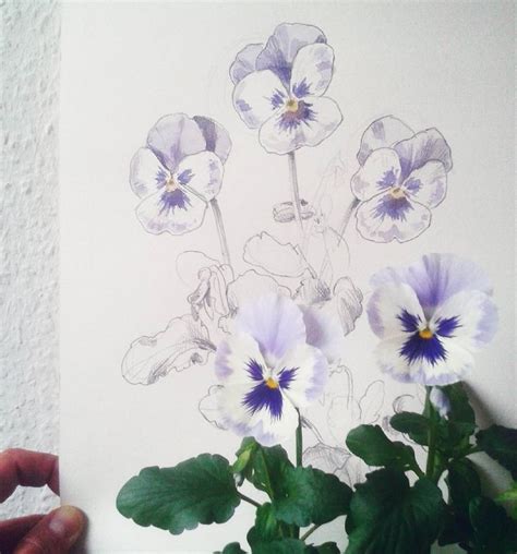 Good Morning Say My Pansies When I Look To Them And I Always