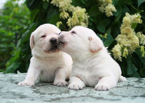 Sweet Kiss Dogs Kiss Puppy Dog Animal Sweet Hd Wallpaper Peakpx