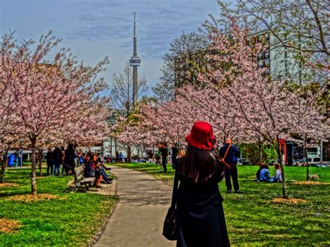 Cherry Blossoms In Toronto The Ultimate Toronto Cherry Blossoms Guide