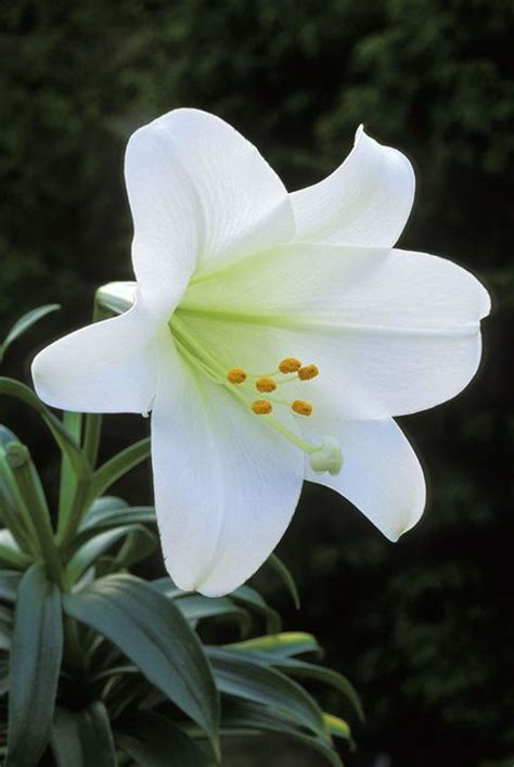 Lily flowers dangerous to cats. Easter Lilies Toxic to Cats -- Easter Flowers Deadly to Cats