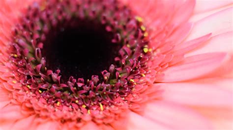Macro Photography Tips For Beginners Bandh Explora