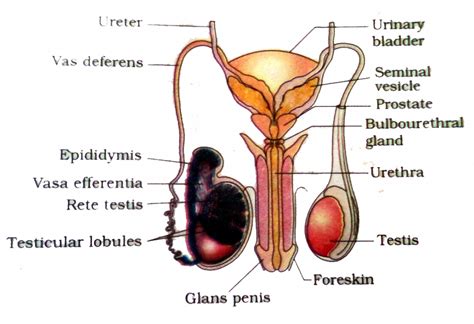 The department of anatomy, cell biology & physiology is dedicated to improving human health. Male Reproductive System Diagram Labeled - ClipArt Best