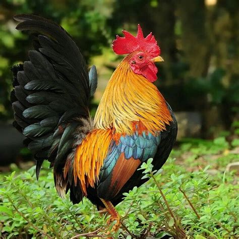 Beautiful Rooster Fancy Chickens Rooster Beautiful Chickens