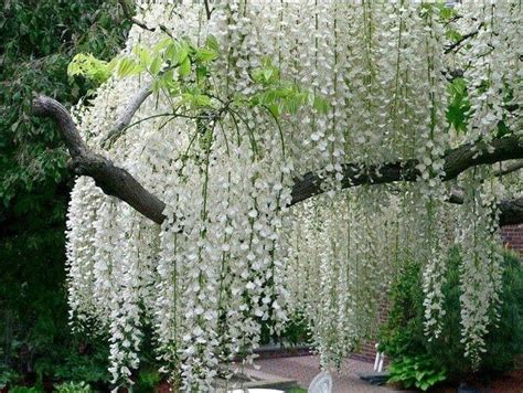 Flowering trees can be planted in your garden, backyard, or even in a container for your patio or indoor spaces. How pretty! (With images) | White flowering trees ...