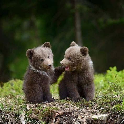 Tiny Bears Cute Animals Cute Baby Animals