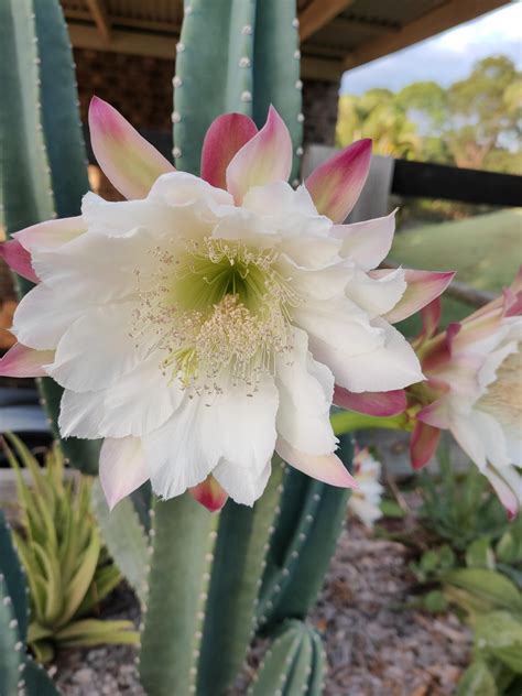 For One Night Only Cereus Cactus Blooming If Anyone Can Tell Me