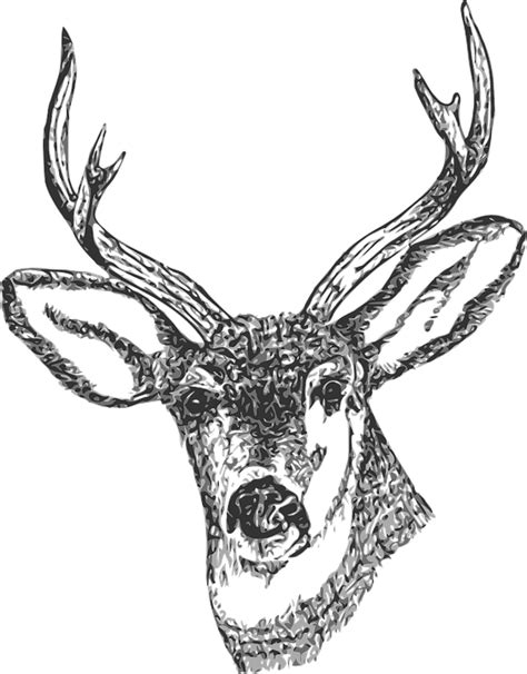 Voir plus d'idées sur le thème cerf dessin, dessin, cerf. Image vectorielle gratuite: Buck, Tête, Cerf, Cerfs, Dessin - Image gratuite sur Pixabay - 30169